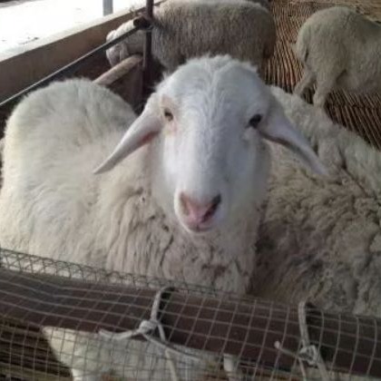 哪些母羊要及时淘汰