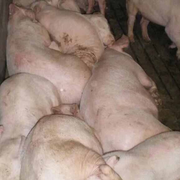 四种常见病原引发的母猪胎衣病变辨别指南！