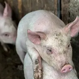 精准命中排卵点！母猪配种时间决策表