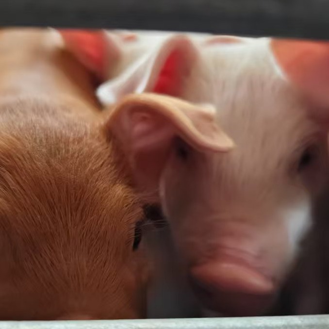 盐酸多西环素配安普霉素的临床治疗作用效能如何