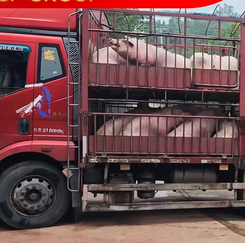 平均体重147公斤！四方利，创佳绩！〡内江正大猪九保