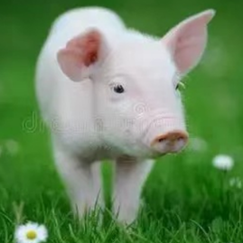 副猪嗜血杆菌的临床症状与用药方案