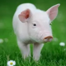 保育仔猪出现消瘦炸毛喘气原因分析与治疗