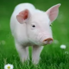 育肥猪皮肤苍白猪只诊断案例分析