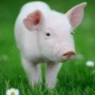 育肥猪后期常见疾病防控