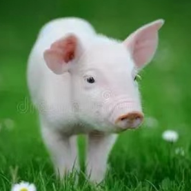 生猪养殖常见疾病识别与科学防控指南