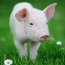 猪附红细胞体病症状和治疗