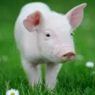 育肥猪疾病预防