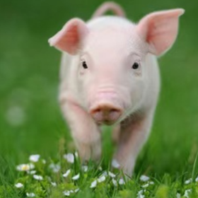 猪场管理痛点：弱猪掉队的主要诱因与分析