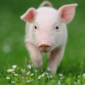 猪场秋季疾病预防：核心风险与实操方案