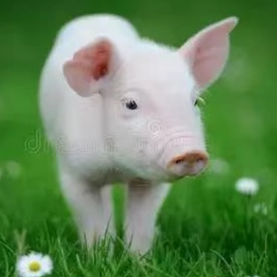 猪急性死亡：常见病因、症状与防治策略