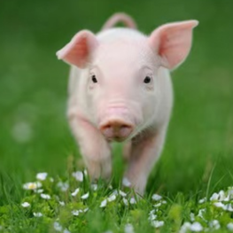 猪脑炎疾病汇总及防治