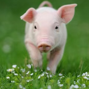 规模化猪场常用兽药的作用汇总技术