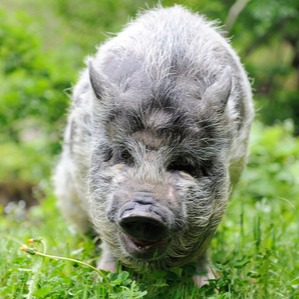 全球“非瘟”疫情猛增！野猪带毒、境外输入？别让“非瘟”毁了整年心血！养猪人必看的防控指南