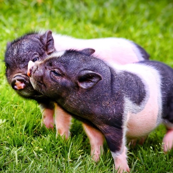 近期猪场生猪突发死亡，病死率100%！养猪人要注意了！