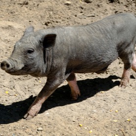 正值养猪黄金季，四大关键点，一定要重视！