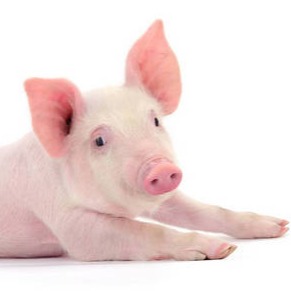 高产母猪产的多，如何养活更多？关键是这几点！