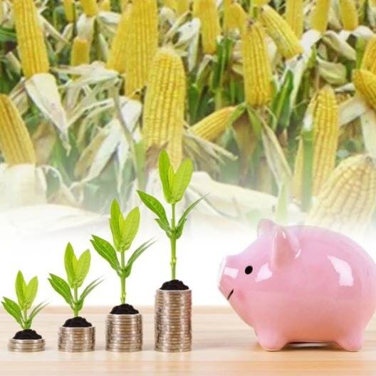 猪价反弹 均价11.66元每公斤〡原粮玉米 豆粕行情