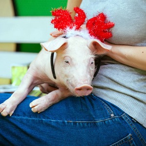 【养猪课堂】降低保育猪消瘦，喘气的情况，首先做好这三点。