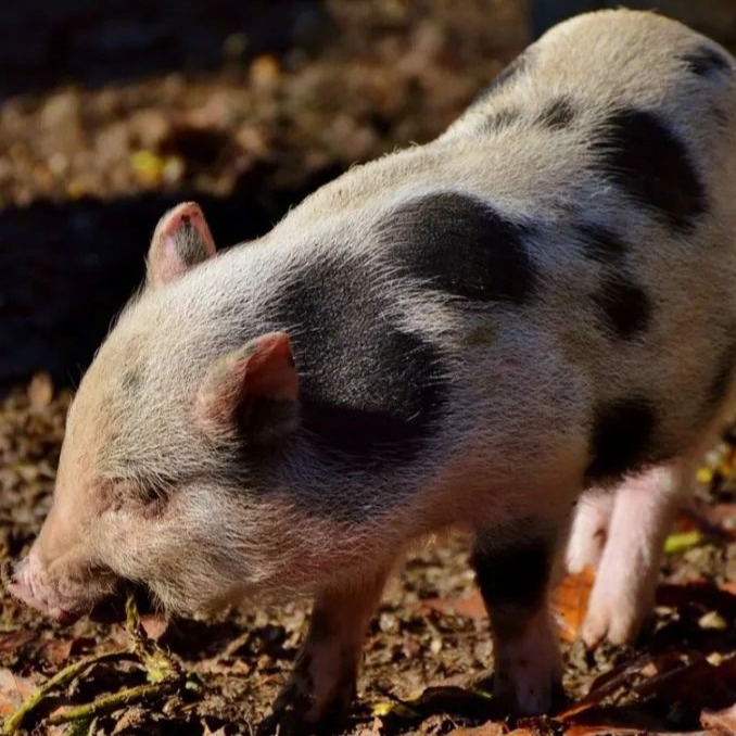 出事了！发改委：生猪头均亏损约200元！腌腊旺季消失，猪市遇“史上最冷”旺季？