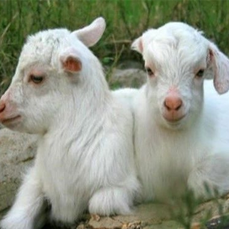 羔羊瘤胃的发育与饲养管理策略