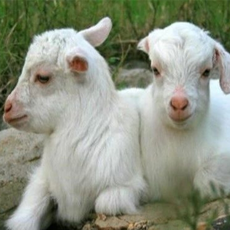 母羊产后不吃草不反刍怎么办？