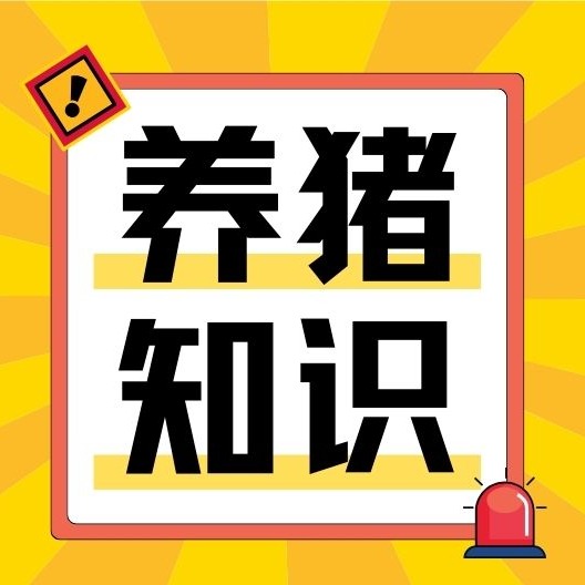 母猪怀不上愁死人？母猪怀不上是没考虑这些？