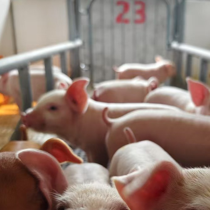 运用pH值快速鉴别仔猪病毒性或细菌性腹泻的实战流程（附流程图）