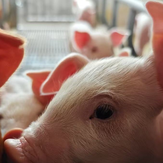 母猪产仔数翻倍？秘诀在配前、配中、配后这三步！