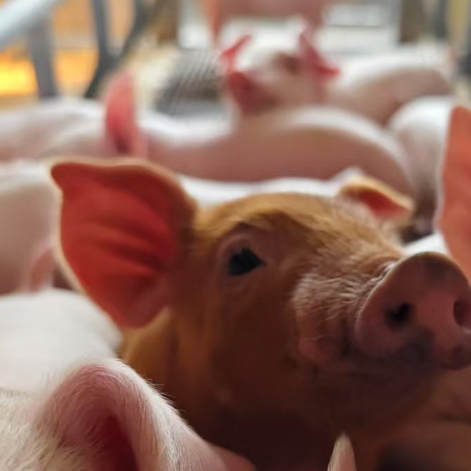 仔猪成活率提高措施