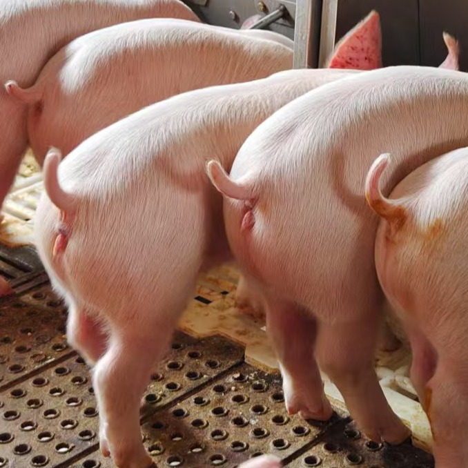 关于水位控制器在猪场饮水中的使用及思考