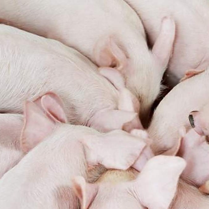 育肥猪如何三点定位