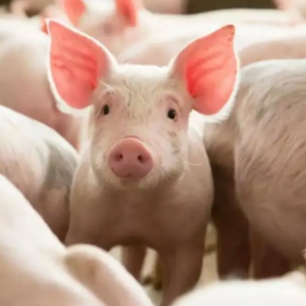 育肥猪的生物安全防控要点