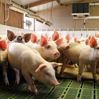 育肥猪饲料过渡方案