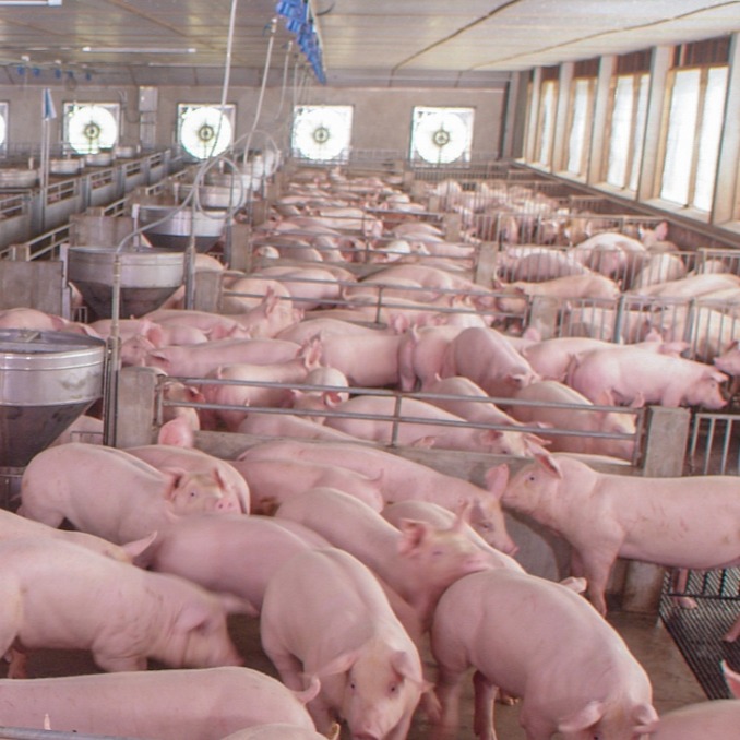 冬季如何预防保育仔猪呼吸道疾病