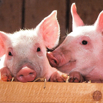 几种常见猪病与防控技术