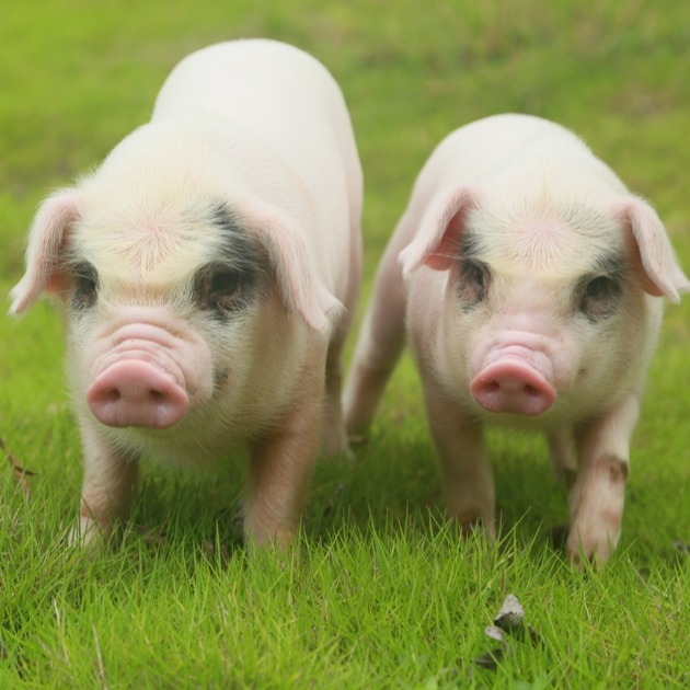 规模化猪场育肥猪饲养管理与技术