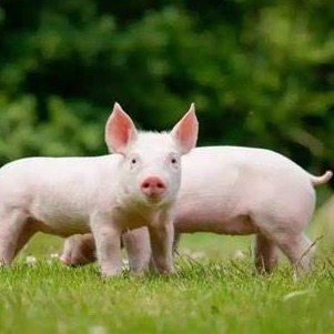 猪不同阶段腹泻的病因与用药