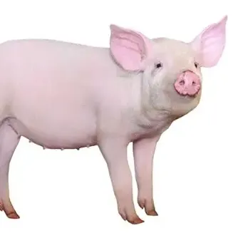 猪场常见疾病的急救措施