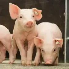 猪圆环病毒临床症状与用药