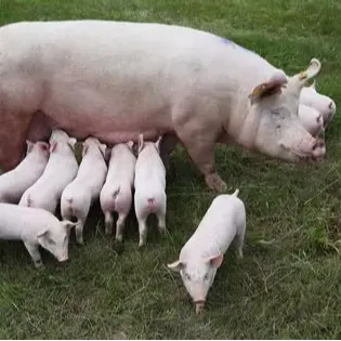 母猪产死胎的原因分析