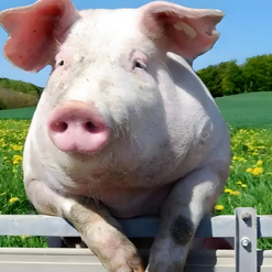 近期发生非瘟有几个发病规律和特点