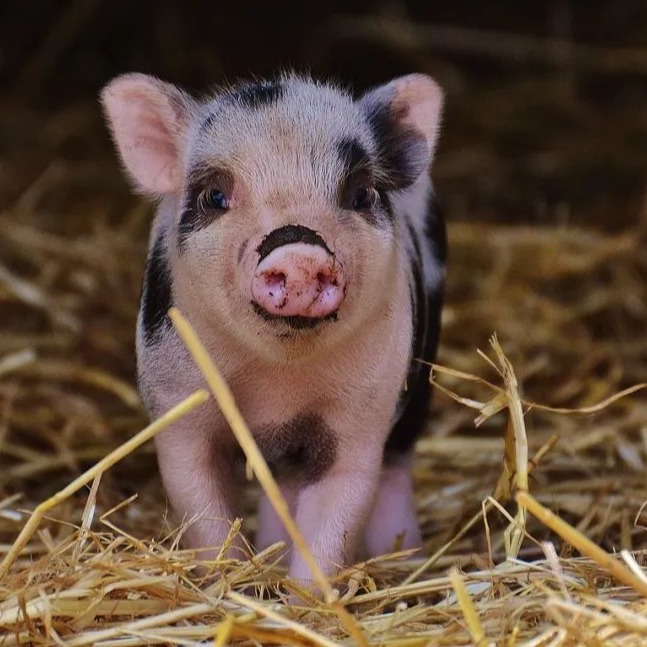 你知道卡巴匹林钙对猪的妙用吗？
