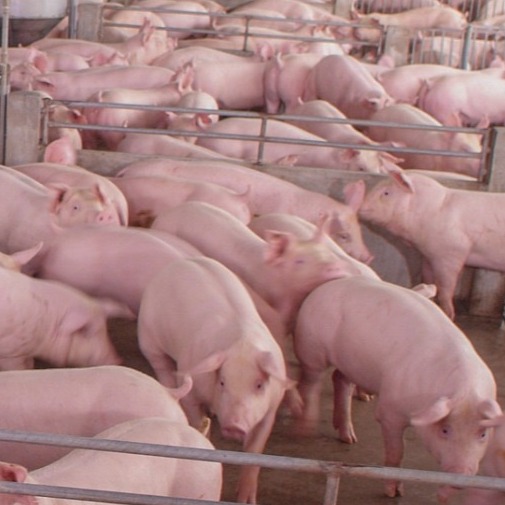 应对秋冬“断崖式”降温，猪场管理需抓牢“四要点”