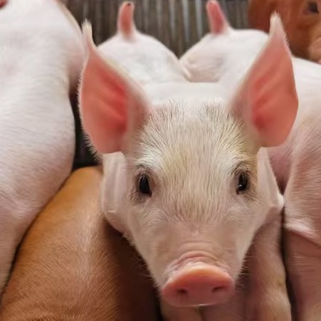 种猪场发生PED时操作细则（督导检查文件）