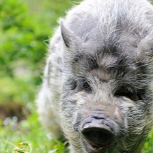 行业寒冬未散，养猪人路在何方？