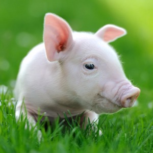 【农技指导】规模养猪场高效运行：抓牢5大要素+5个关键节点