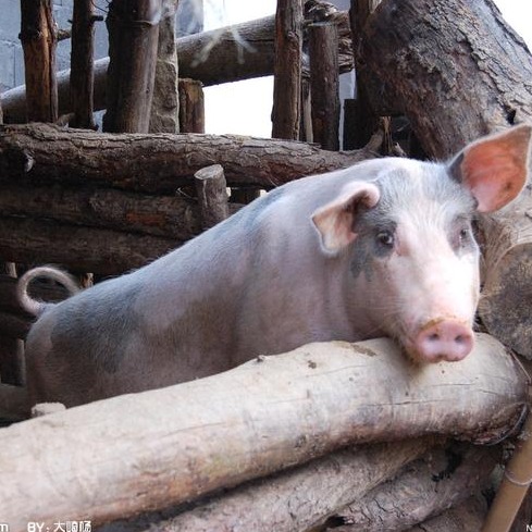 猪价上涨“猛抬头”！供需博弈 猪价暂处 “5 元时代”生猪暴涨昙花一现？猪价或将大跌、暴跌？