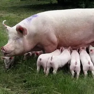 猪场母猪乳房炎全面分析！正确防控！