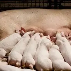 母猪产程“延迟“”“滞产”怎么办？您应该这样处理！